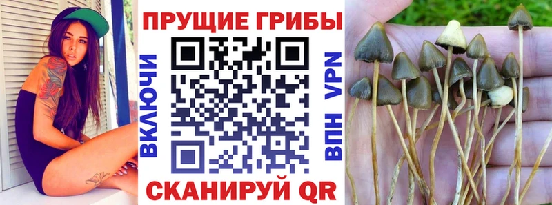 закладки  MEGA зеркало  Галлюциногенные грибы мухоморы  Торжок 